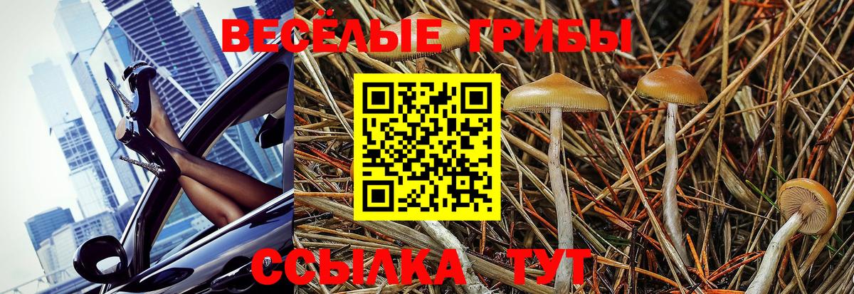 Лабинск  Галлюциногенные грибы Psilocybine cubensis  Вход с VPN 